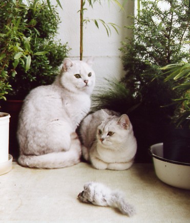 британские серебристые кошки