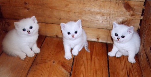 британские короткошерстные серебристые котята