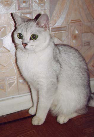британская кошка Aquamarine Aimce Ann Beatris