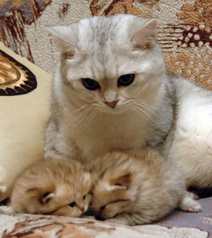 британский кот Kay Peppercats серебристая шиншилла и котята золотой шиншиллы