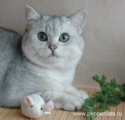 британский кот шиншилла Kay Peppercats