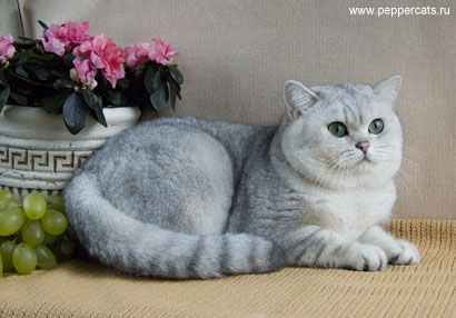 британский кот Kay Peppercats
