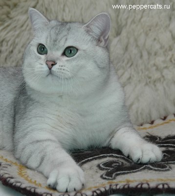 Британский серебристый кот