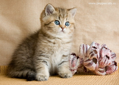 Британский котенок золотая шиншилла Brassika Peppercats