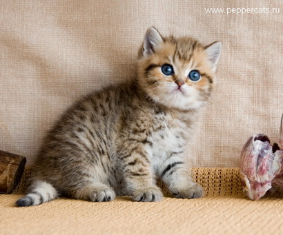 Британский золотой котенок Christoph Fancy Prince Peppercats