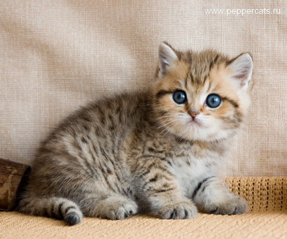 Британский котенок золотая шиншилла Christoph Fancy Prince Peppercats