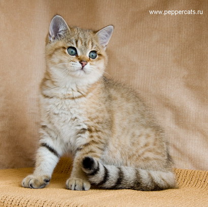 Золотой британский котенок Chrysolit Peppercats