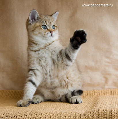 Британский золотой котёнок Chrysolit Peppercats