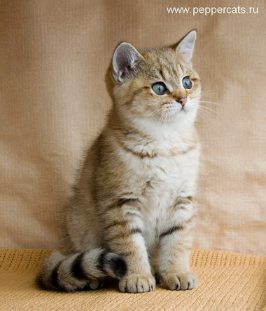 Британский котёнок Chrysolit Peppercats