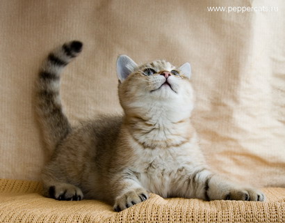 Британский котёнок золотая шиншилла Chrysolit Peppercats