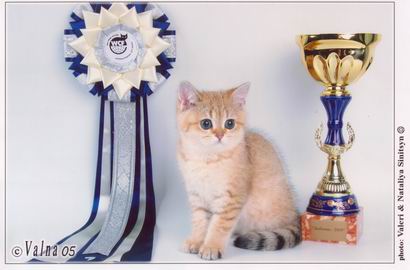 британская кошка золотая шиншилла Heliya Peppercats
