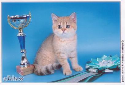 британская короткошерстная кошка шиншилла Heliya Peppercats