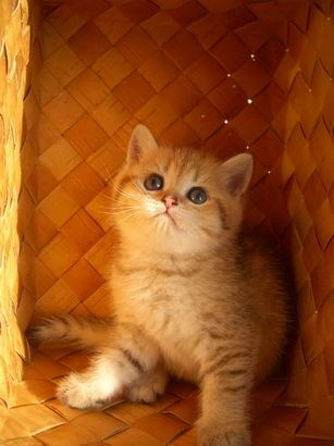 котенок британская короткошерстная золотая шиншилла Peppercats