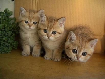 британские короткошерстные котята золотые шиншиллы