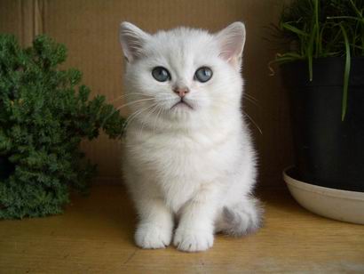 британский котенок серебристая шиншилла Integra Peppercats