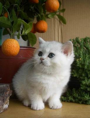 британская короткошерстная кошка шиншилла Ivory Peppercats