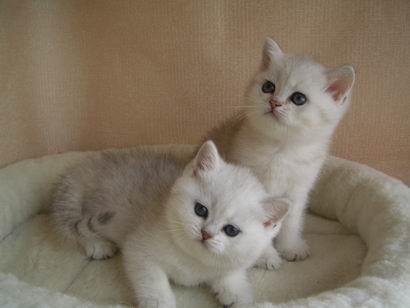 британские коты шиншиллы (котята 1,5 месяца)