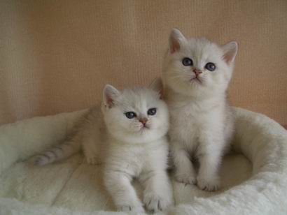британские коты шиншиллы (котята 1,5 месяца)