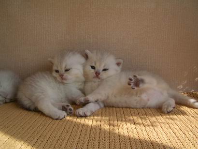 British silver shaded kittens