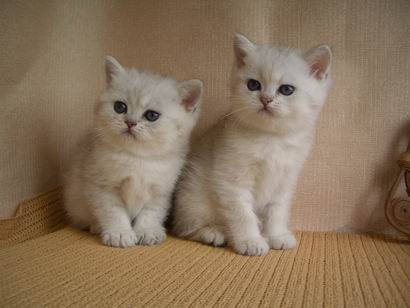 британские коты серебристые шиншиллы (котята 1,5 месяца)