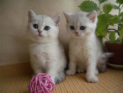 british silver shaded cats Kimberly Peppercats и Kiss Mi Peppercats 