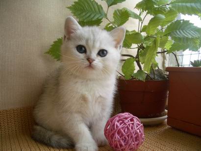 british silver shaded kitten Kimberly Peppercats