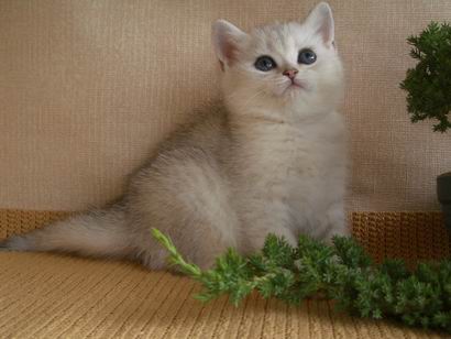 british silver shaded kitten
