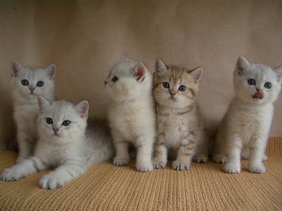 british silver & golden shaded kittens