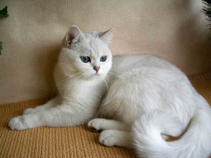 British silver shaded cat