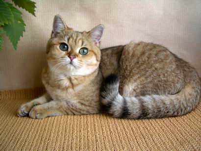 British golden shaded cat