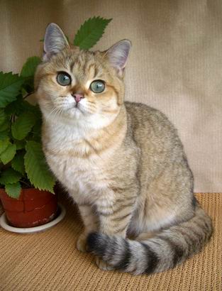 британская кошка золотая шиншилла