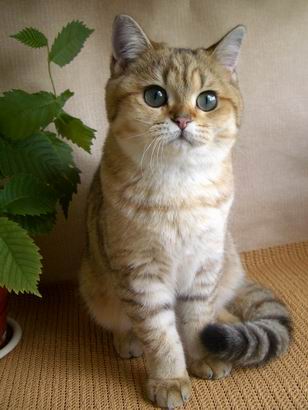British shorthaired golden shaded cat