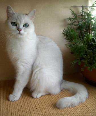 British silver shaded cat