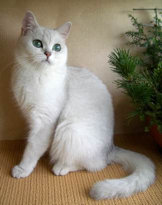 British shorthaired silver shaded cat