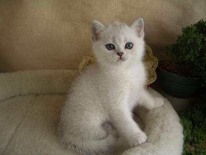 british shorthaired kitten silver shaded