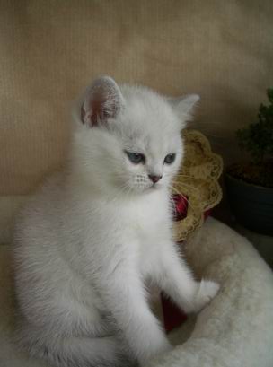british shorthaired kitten silver shaded