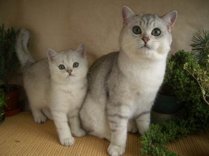 британские коты серебристые шиншиллы