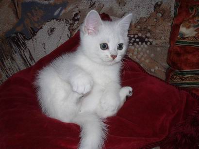 British kitten silver shaded