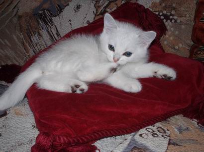British kitten silver shaded