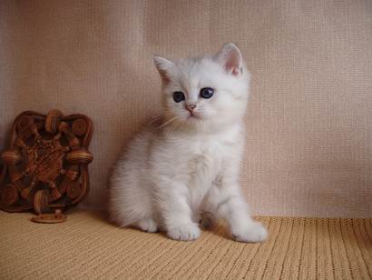 британский кот шиншилла (котенок 1,5 месяца)