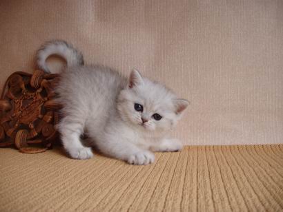 British shorthaired silver shaded kitten