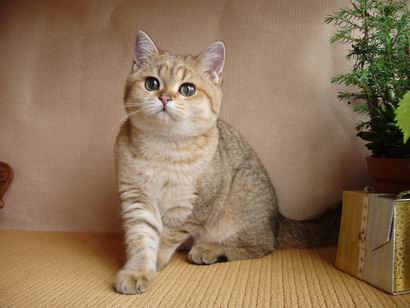 British shorthaired cat golden shaded