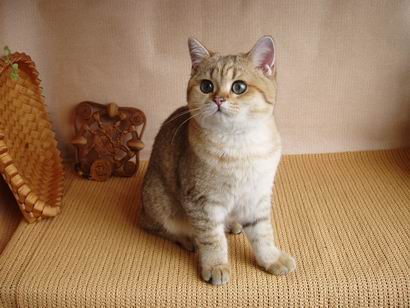 британская кошка шиншилла Heliya Peppercats