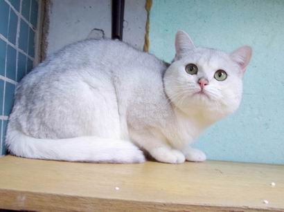 Британский серебристый кот Benjamin Peppercats