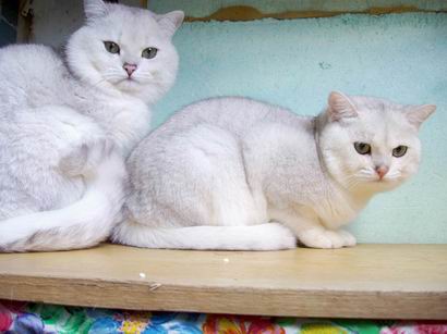 британские коты серебристые шиншиллы