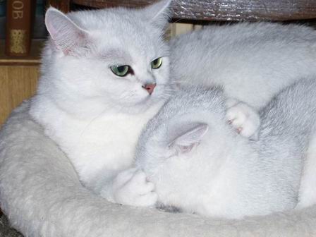 британские короткошерстные кошки Petunia Snow Queen и Cora Dominika Peppercats (котёнок) 