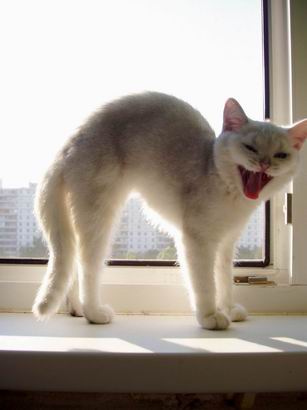британская кошка шиншилла Cora Dominika Peppercats (котенок)