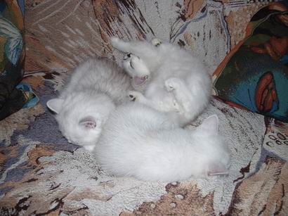 British kittens silver shaded