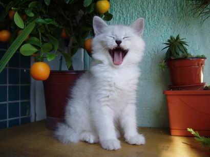 котенок британской кошки серебристой шиншиллы