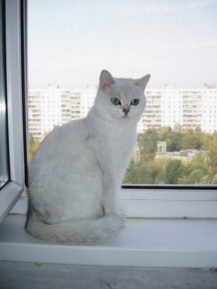 британская кошка Petunia Snow Queen